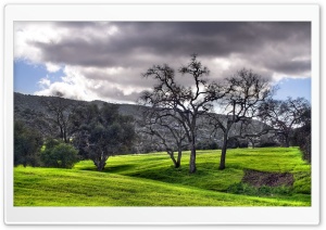 Green Landscape HDR