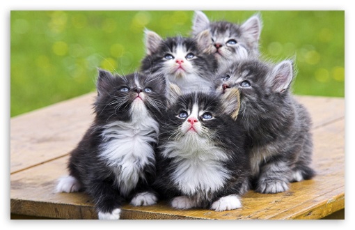 Download Fluffy Kittens UltraHD Wallpaper
