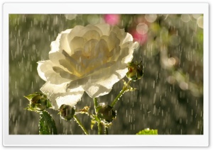 White Rose In Rain