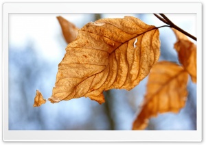 Dry Leaves, Autumn