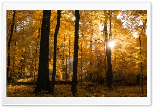 Fall Colors Sunrise, Forest