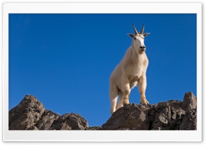Male Goat Up On Rocks