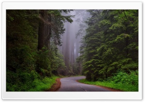 Redwood National Park,...