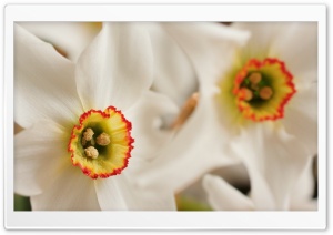 White Daffodil Macro
