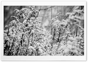 Snowy Bushes, Black White