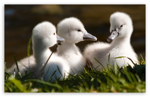 Download Sweet Baby Swans UltraHD Wallpaper
