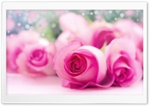 Light Pink Roses Bokeh