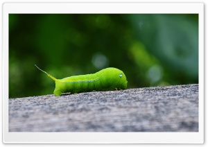 Green Worm