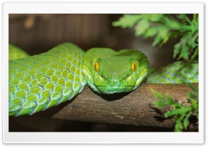 Green Tree Python