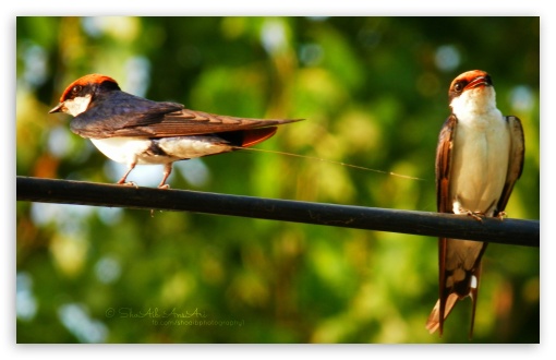 Download Birds - Shoaib Photography - UltraHD Wallpaper