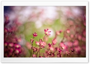 Pink Flowers, Bokeh