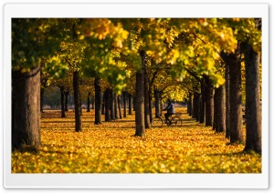 Autumn, Yellow, Foliage, Bike...