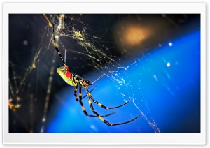 Nephila Clavata Spider