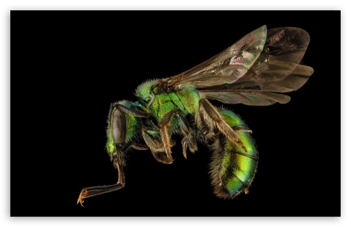 Download Augochlora Pura Sweat Bee Macro UltraHD Wallpaper