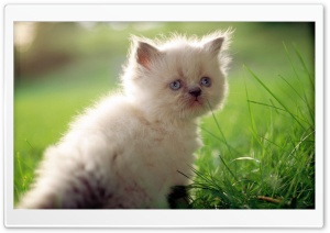 White Persian Kitten With...