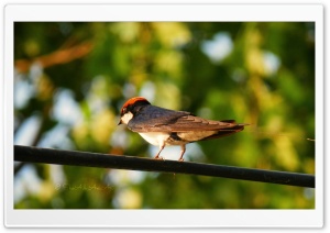 Bird - Shoaib Photography -