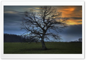 Leafless Tree, HDR