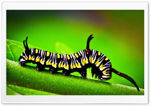 Caterpillar, Macro