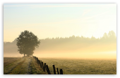 Download Foggy Field, Morning UltraHD Wallpaper