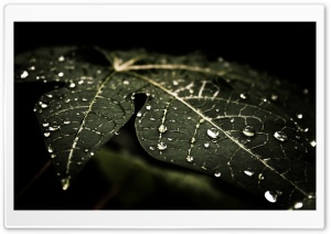 Leafy Droplets