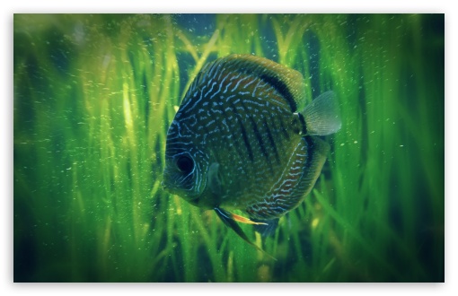 Download Lonely Fish UltraHD Wallpaper