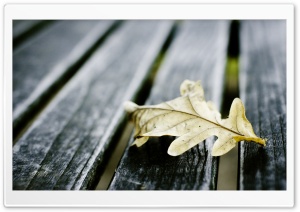 Oak Leaf On Wooden Bench