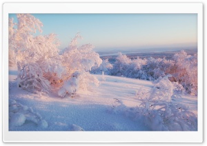 Morning Winter Light