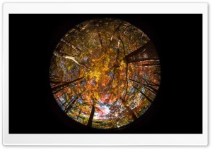 Forest, Autumn Fisheye