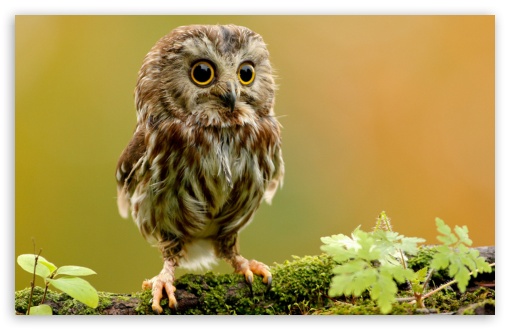 Download Cute Owl UltraHD Wallpaper