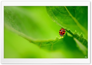 Ladybug On A Green Leaf