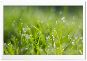Fresh Dew Drops On Grass