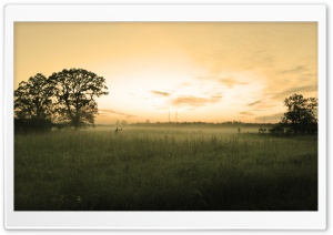 Summer Morning Mist