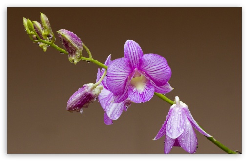 Download Orchid Drops On Petals UltraHD Wallpaper