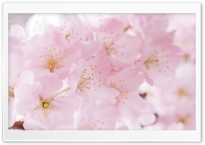 Light Pink Blossom, Spring