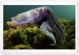 Cuttlefish Under The Sea