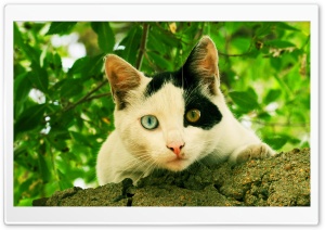 Odd-eyed Cat