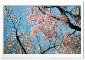 Sakura, Spring