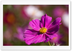 Purple Cosmos Flower