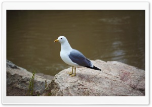Seagull Standing on Rock