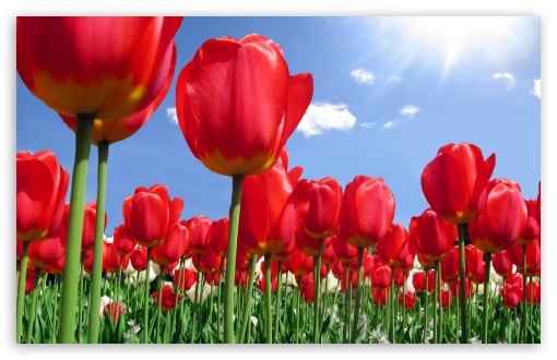 Download Red Tulips Field UltraHD Wallpaper