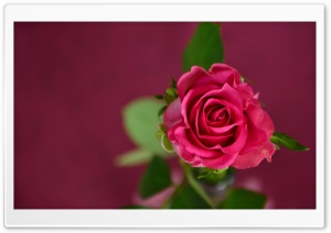 Valentines Day Pink Rose