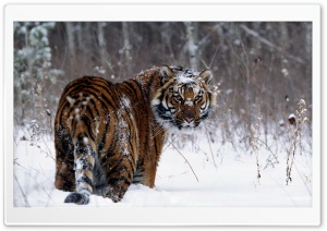 Tiger, Winter