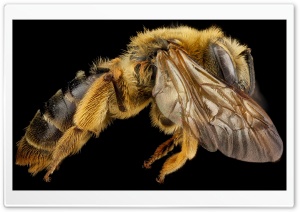 Mining Bee Side View, Andrena...