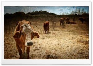 Texas Cows
