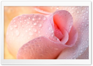 Water Drops, Light Pink Rose