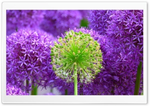 Purple Onion Flowers
