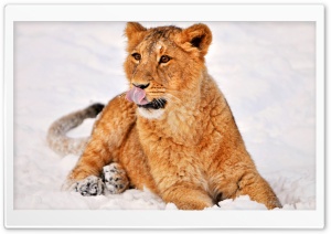 Lion Cub In Snow