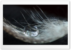 A Drop On A Feather