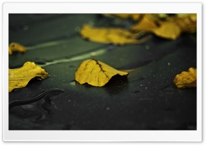 Yellow Leaves On Wet Asphalt