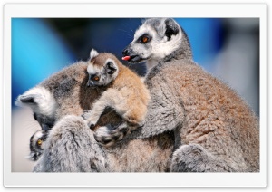 Funny Lemurs